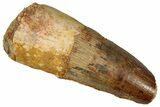 Fossil Spinosaurus Tooth - Feeding Worn Tip #360117-1